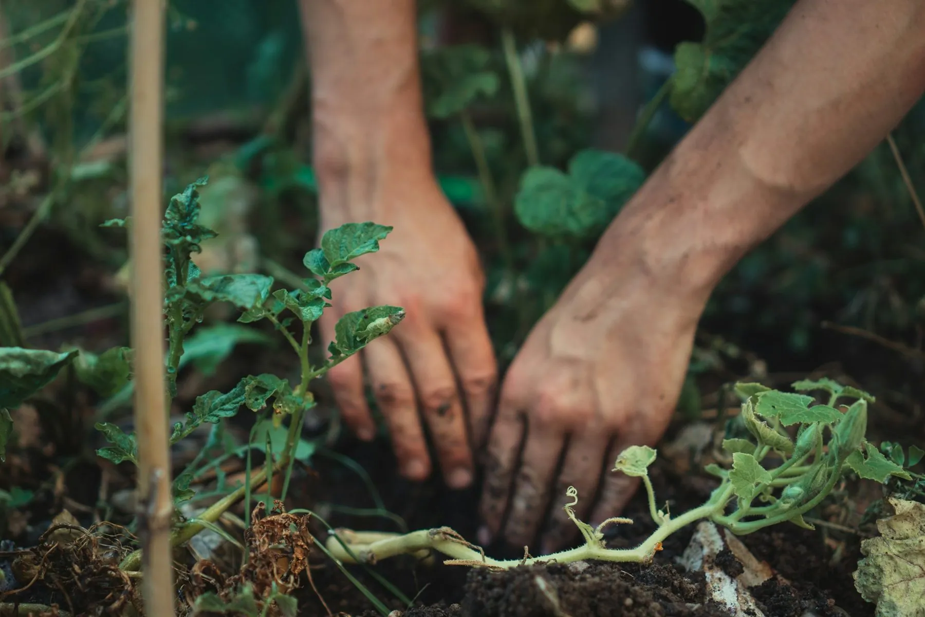 Hands covered in soil planting a green seedling in a garden bed
